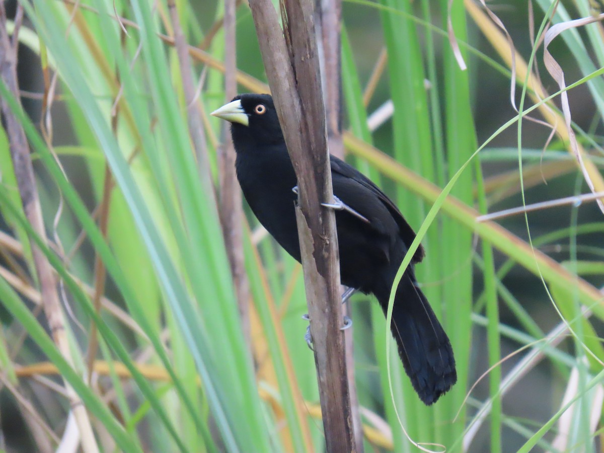 Yellow-billed Cacique - ML634749905