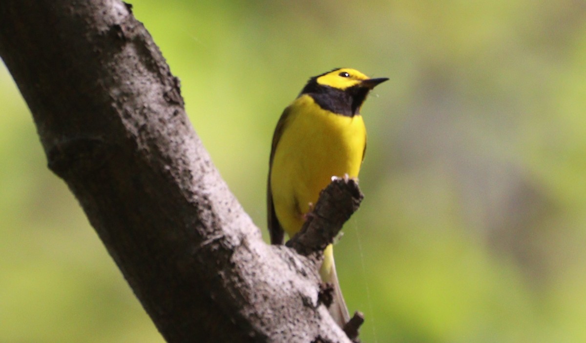 Hooded Warbler - ML634749909