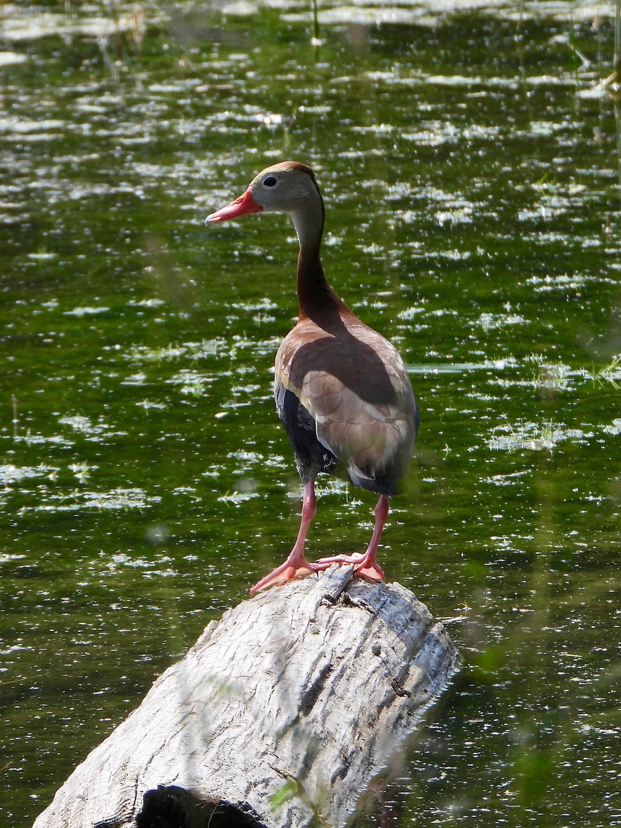 Black-bellied Whistling-Duck - ML634749910