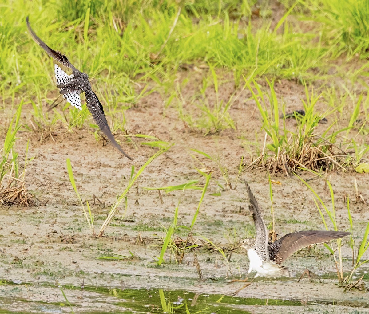 Solitary Sandpiper - ML634749911