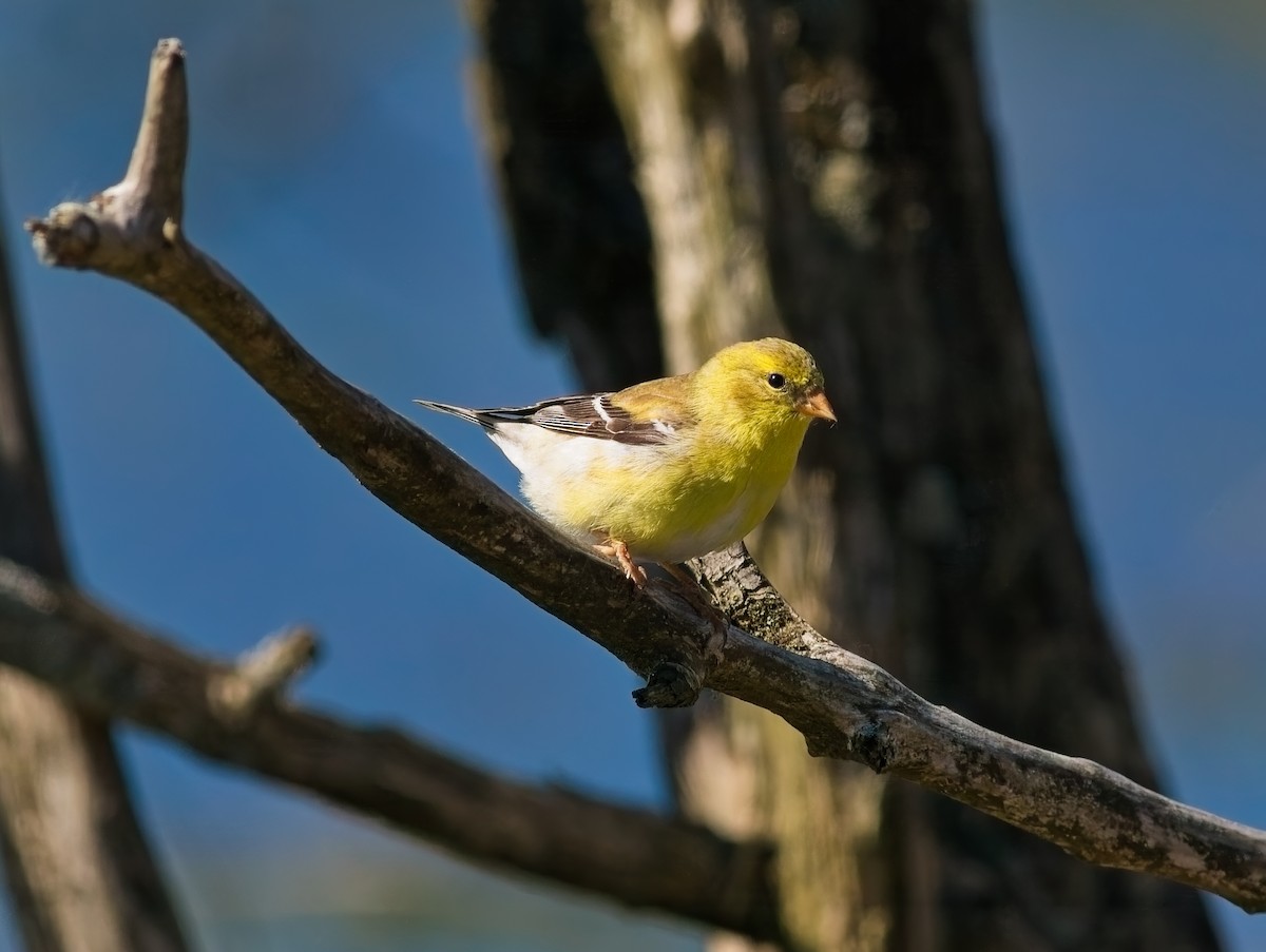 American Goldfinch - ML634749915