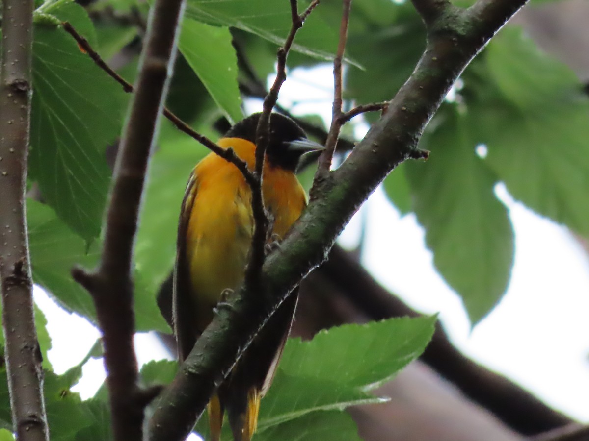 Baltimore Oriole - ML634749920
