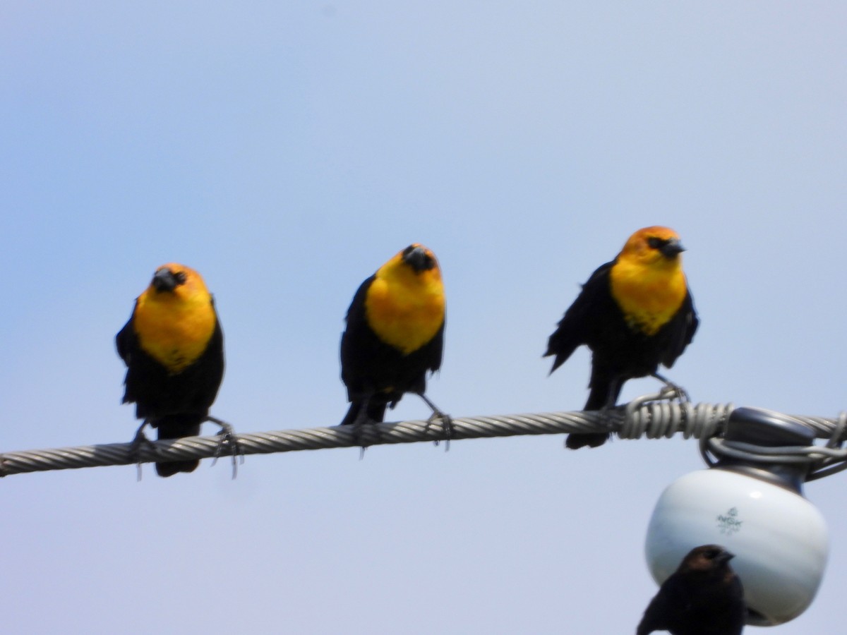 Yellow-headed Blackbird - ML634749921