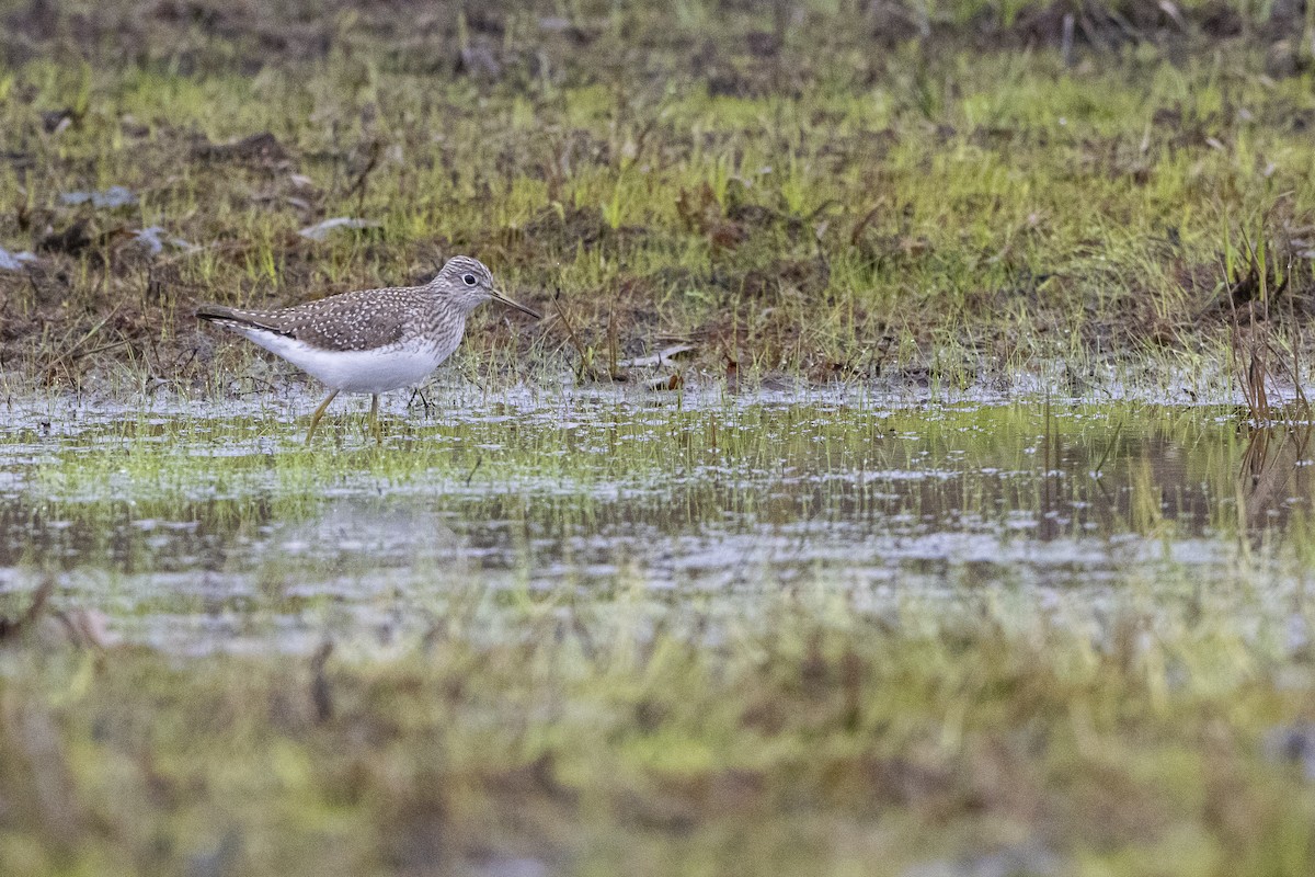 Solitary Sandpiper - ML634749922