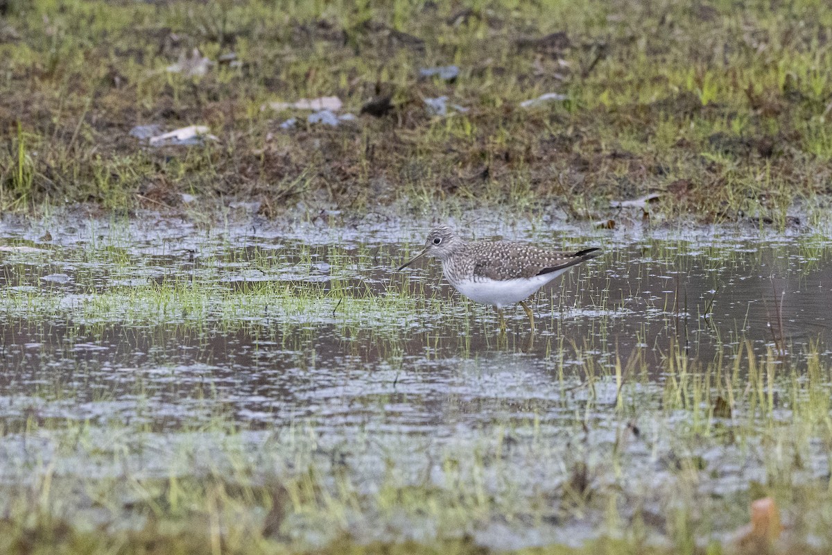 Solitary Sandpiper - ML634749923