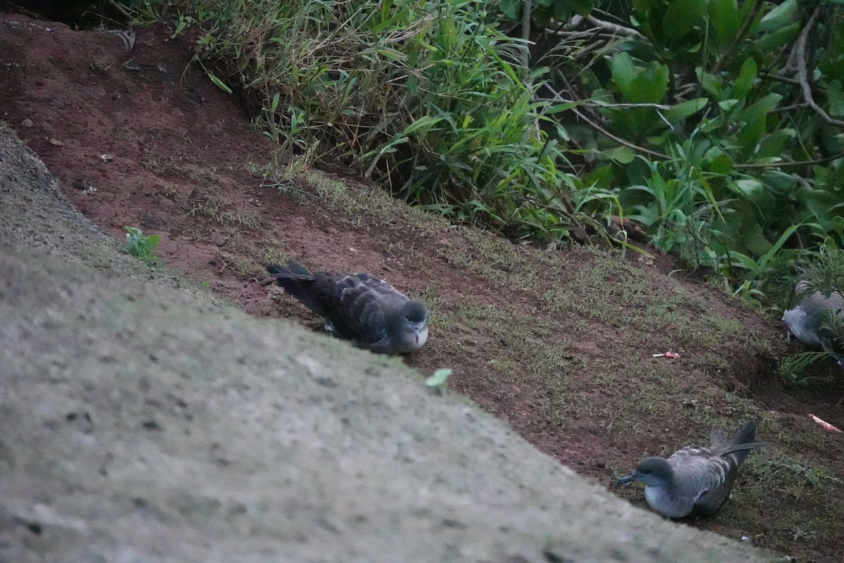 長尾水薙鳥 - ML634749924