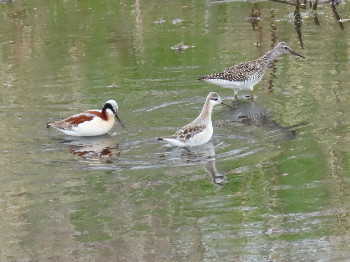 Wilson's Phalarope - ML634749926