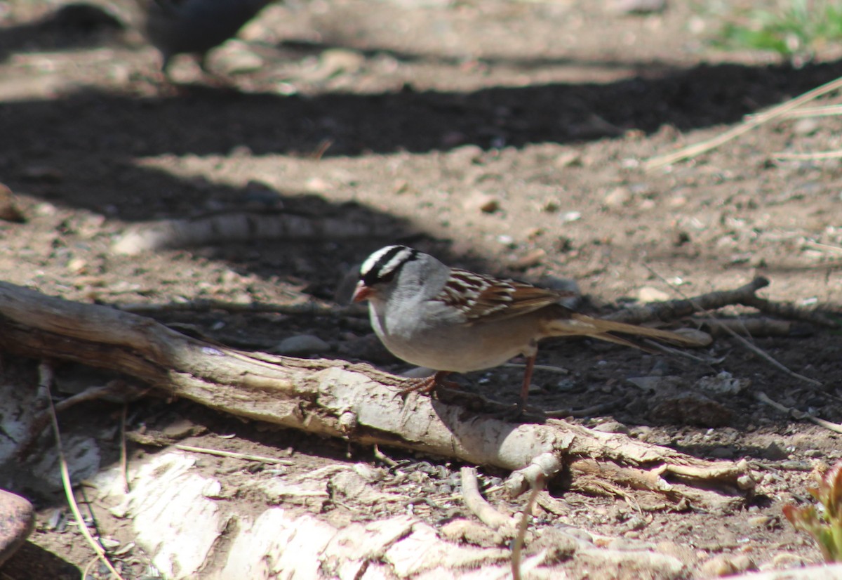 White-crowned Sparrow (oriantha) - ML634749927