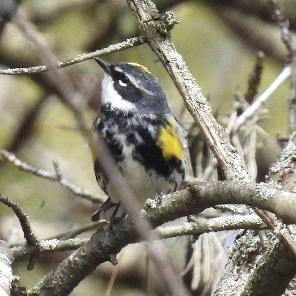Yellow-rumped Warbler - ML634749928