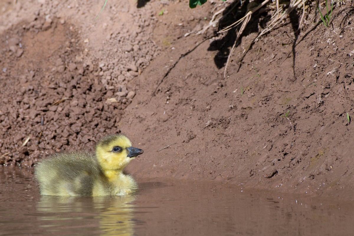 Canada Goose - ML634749929