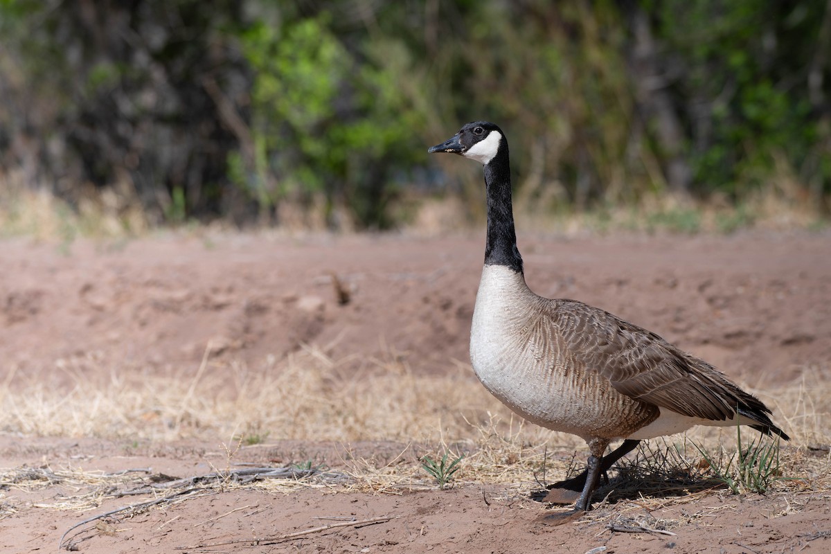 Canada Goose - ML634749930