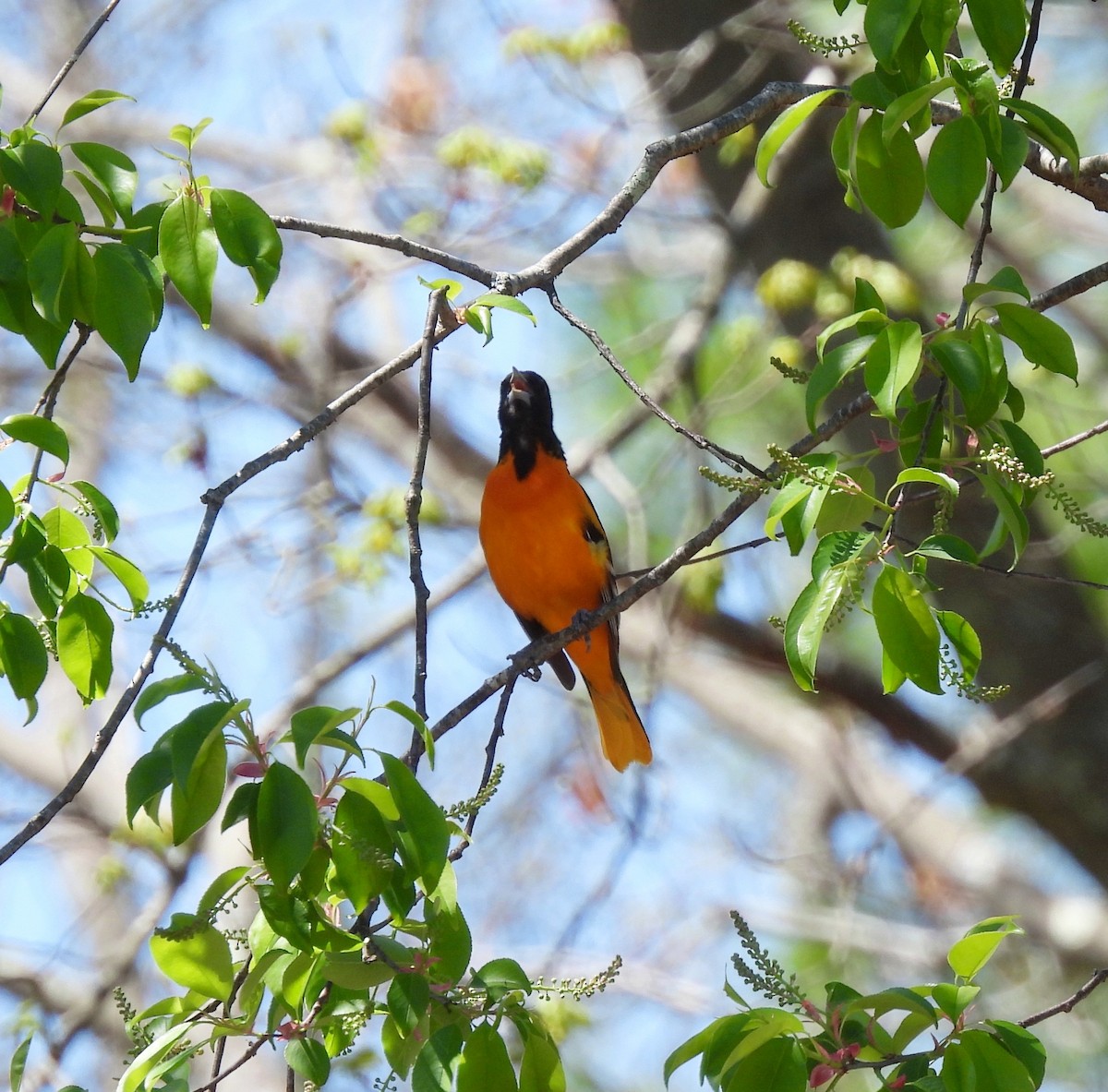 Baltimore Oriole - ML634749932