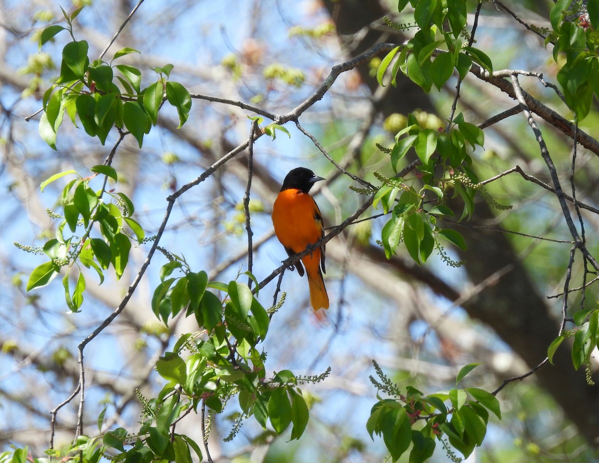 Baltimore Oriole - ML634749933