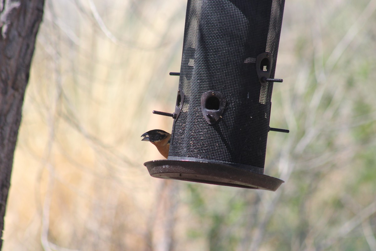 Black-headed Grosbeak - ML634749935