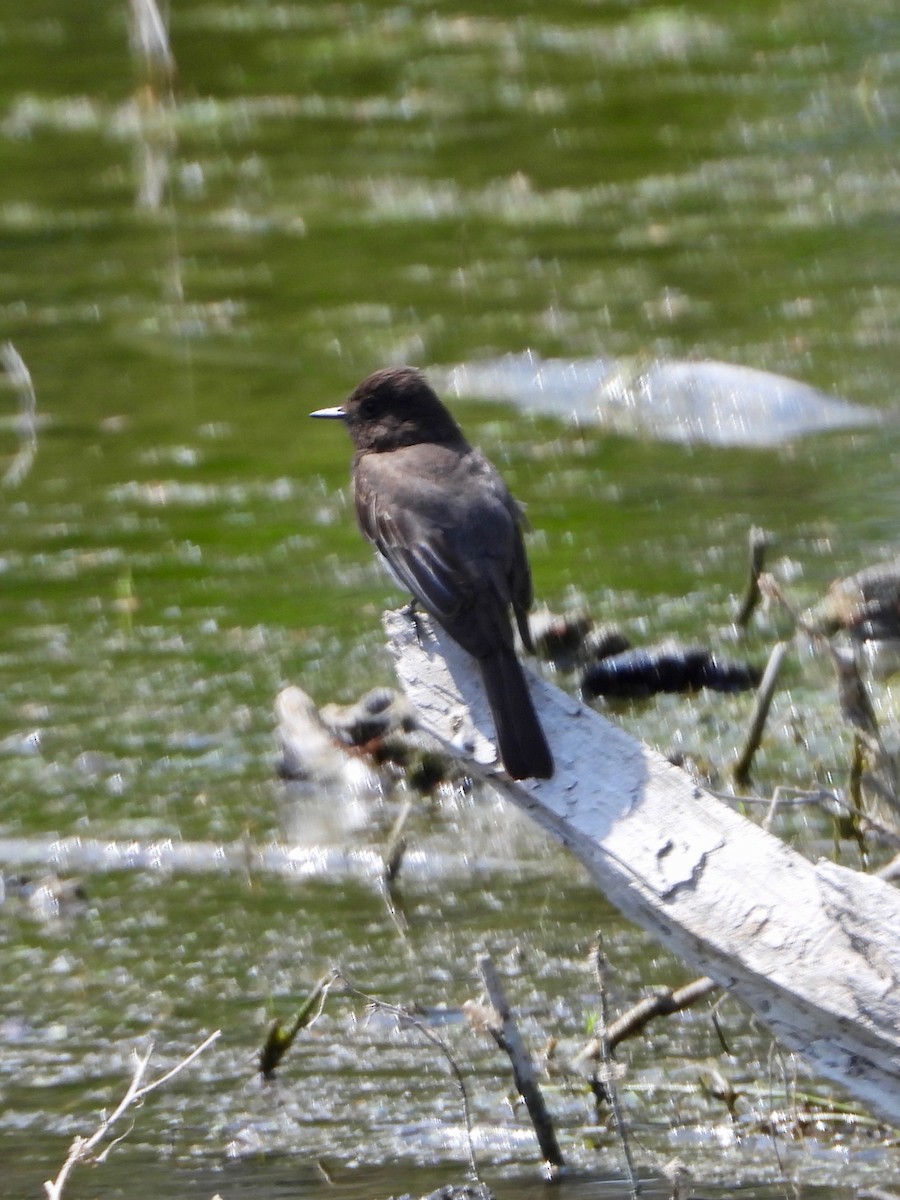 Black Phoebe - ML634749936