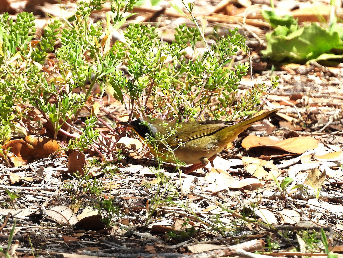Common Yellowthroat - ML634749937