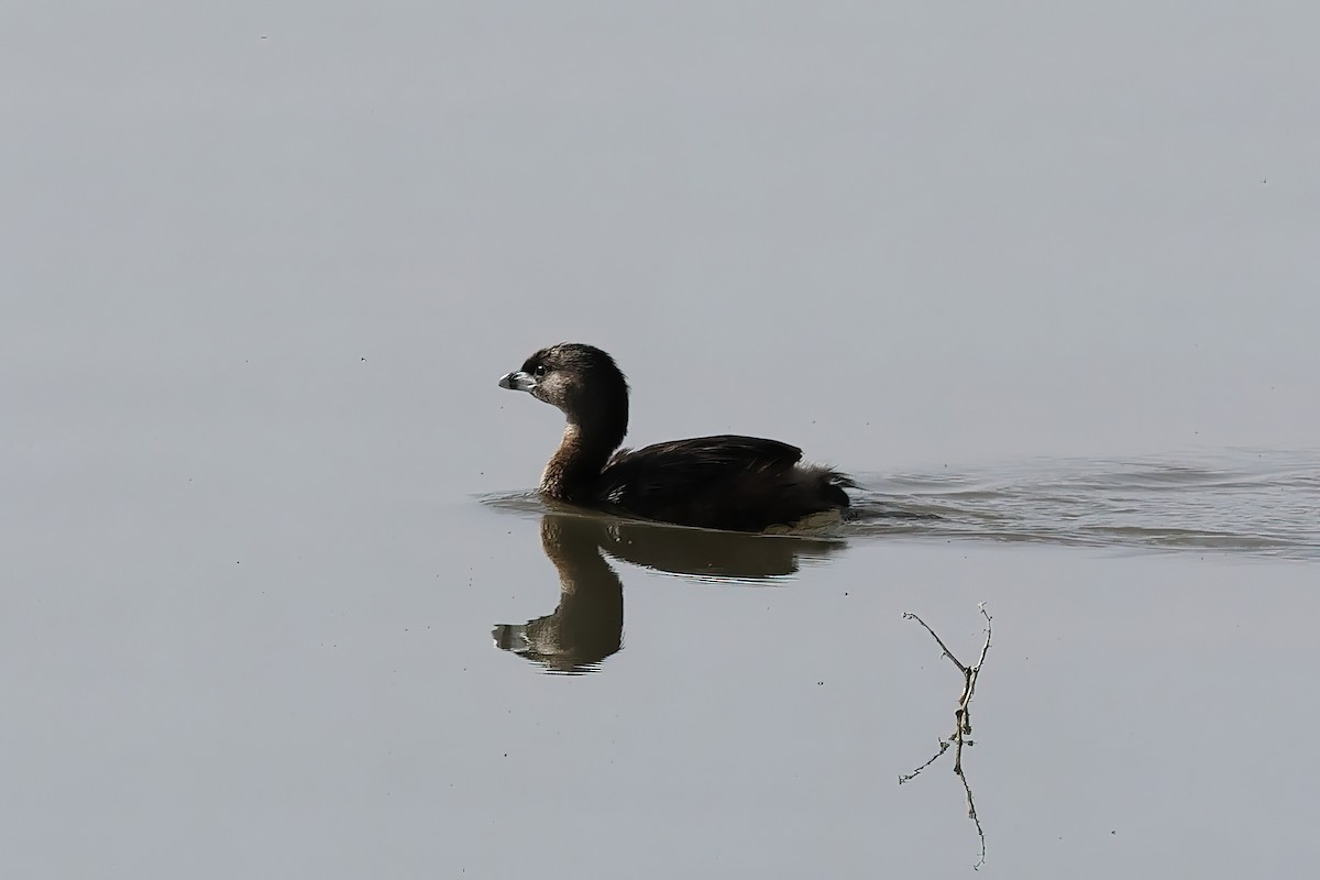 Pied-billed Grebe - ML634749938