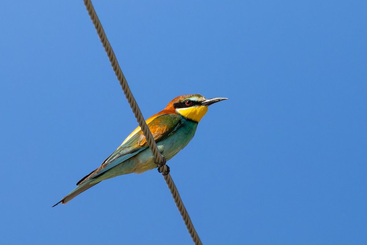 European Bee-eater - ML634750004