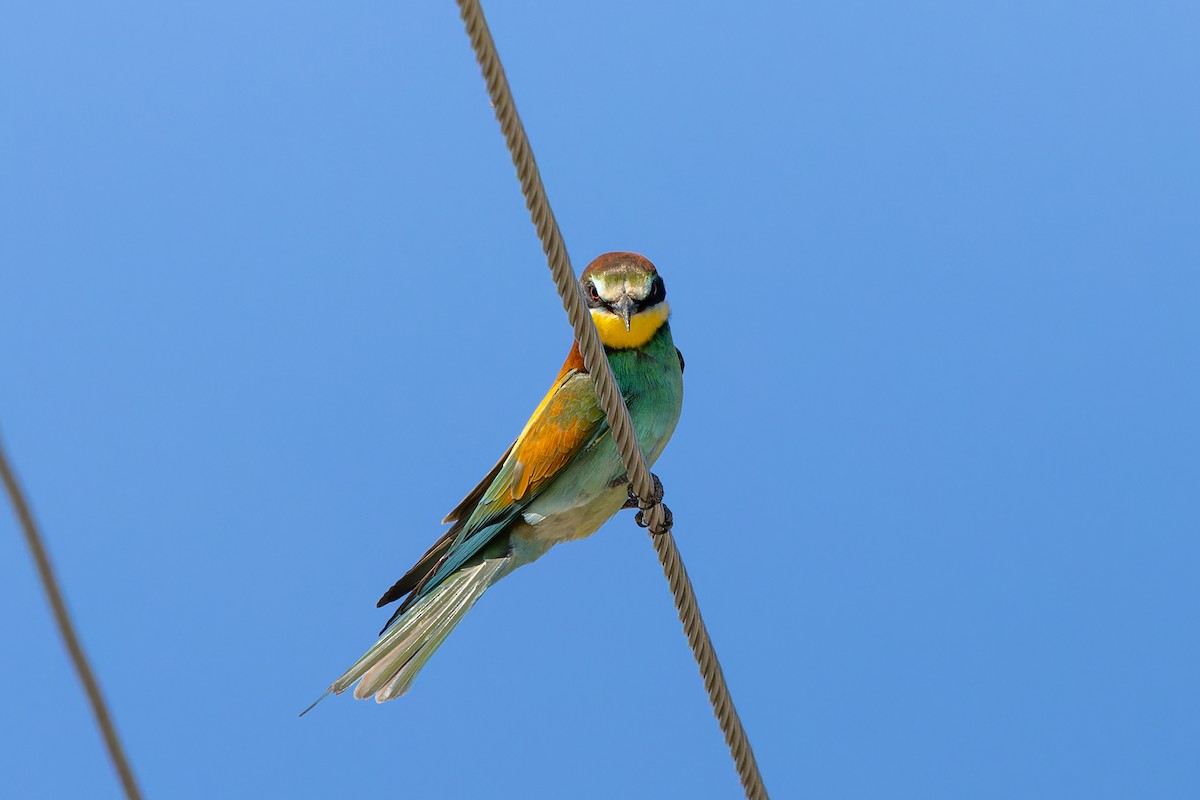 European Bee-eater - ML634750011