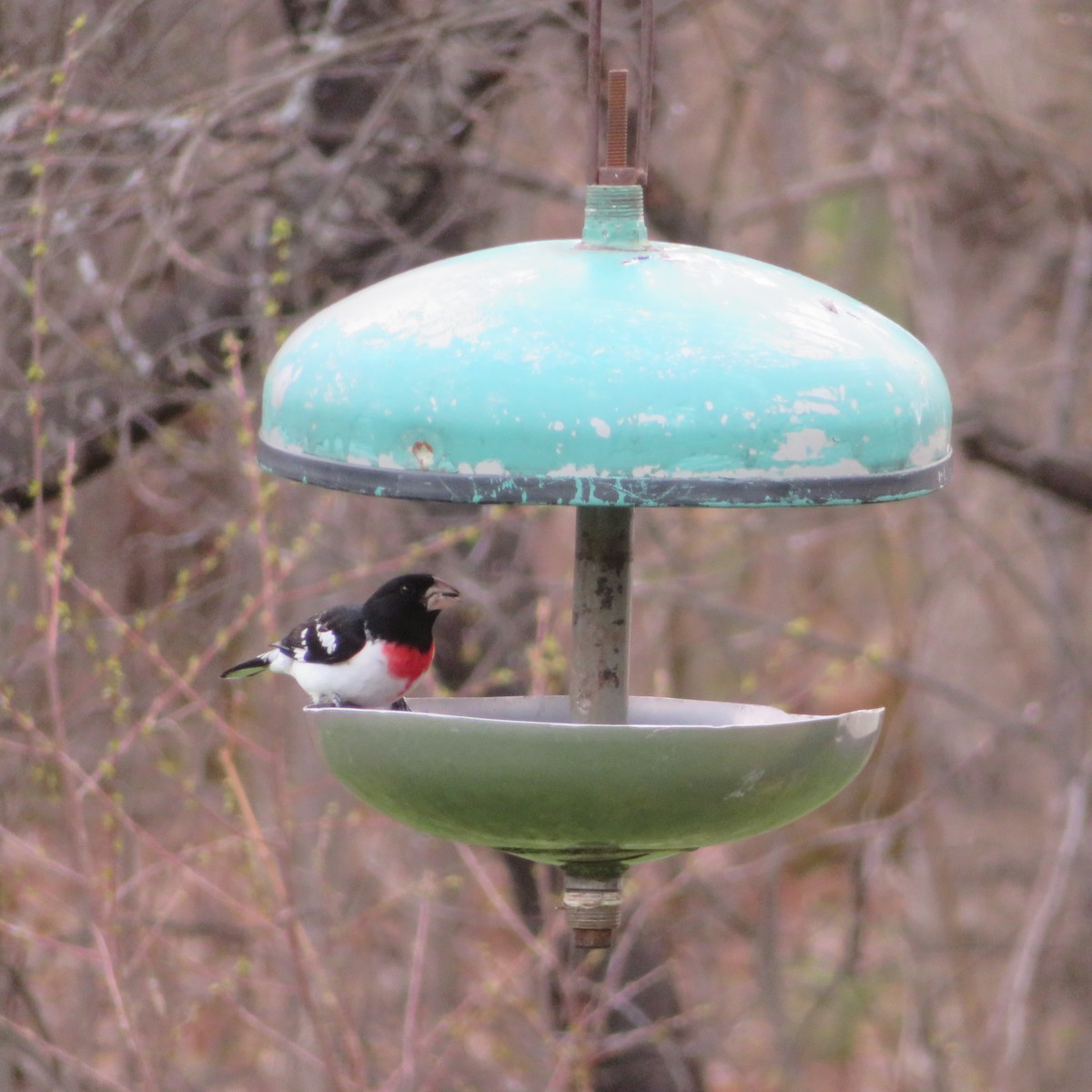 Rose-breasted Grosbeak - ML634750015