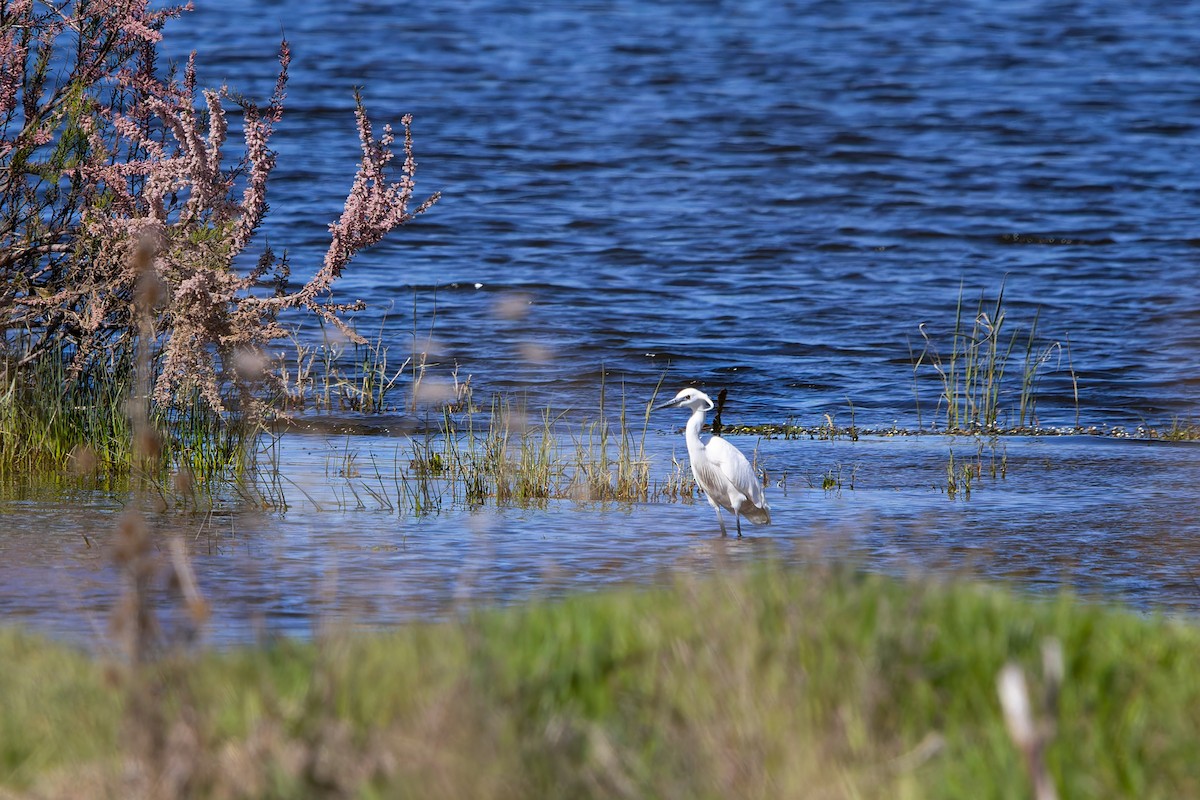 Little Egret - ML634750026