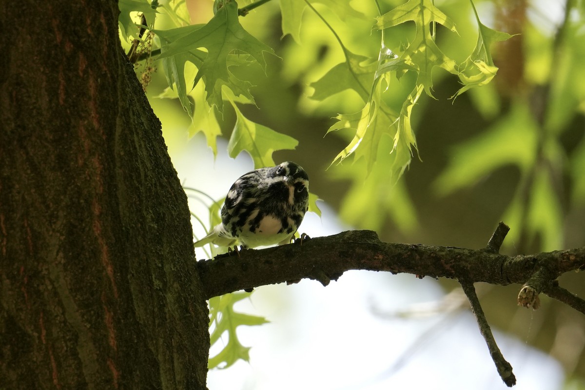 Black-and-white Warbler - ML634750027