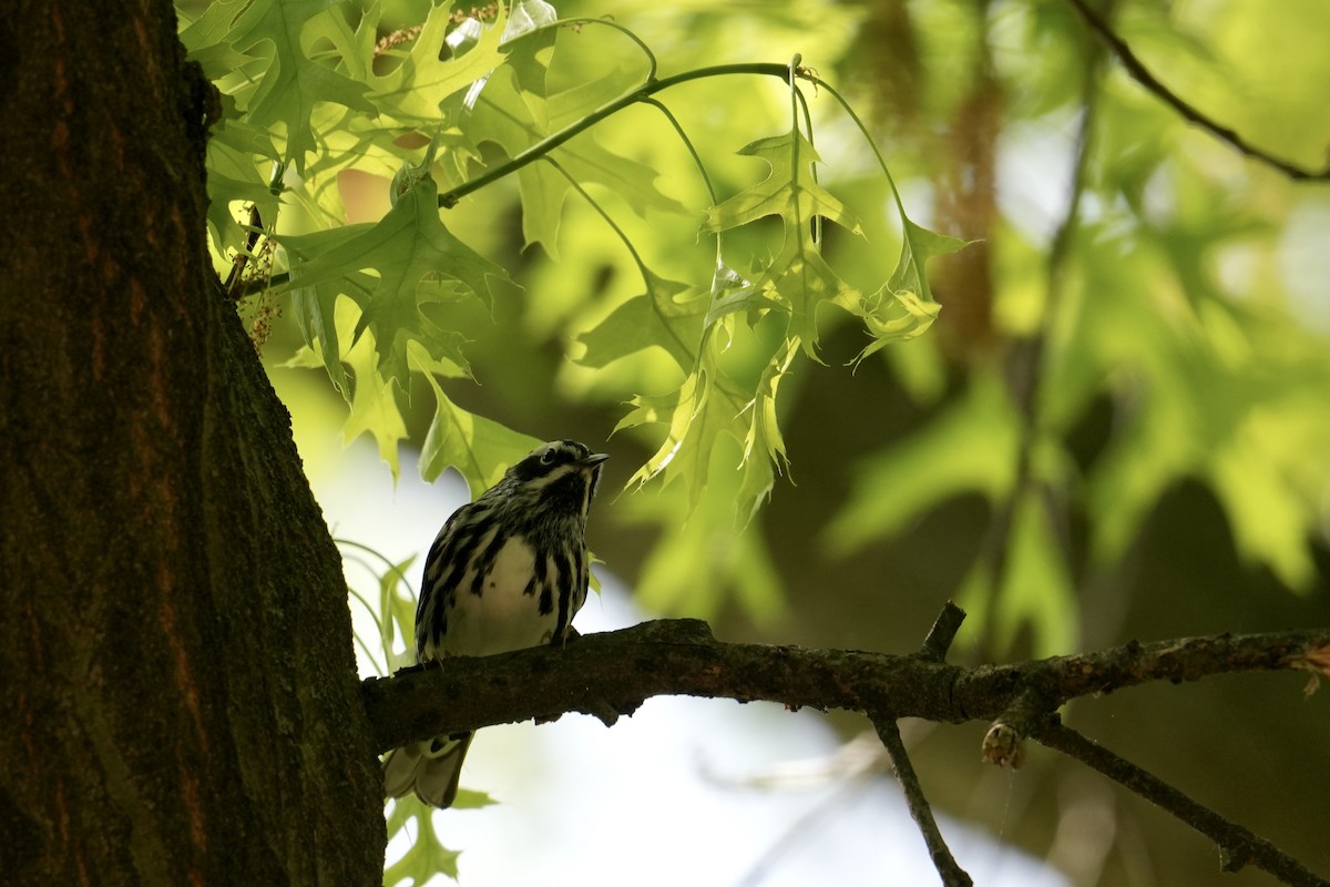 Black-and-white Warbler - ML634750028