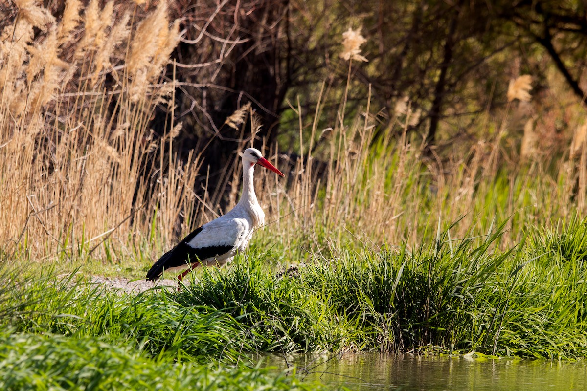 White Stork - ML634750035