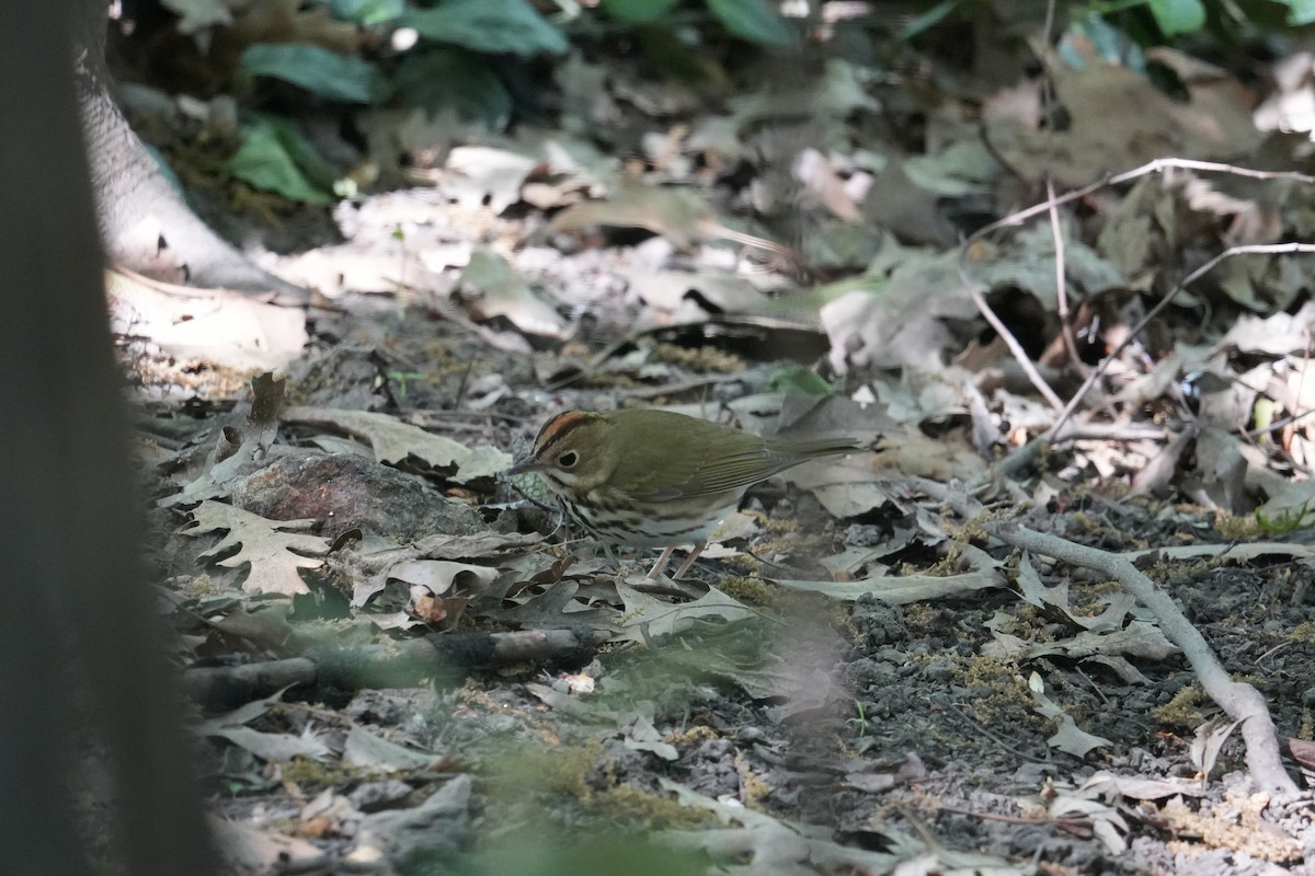 Ovenbird - ML634750041