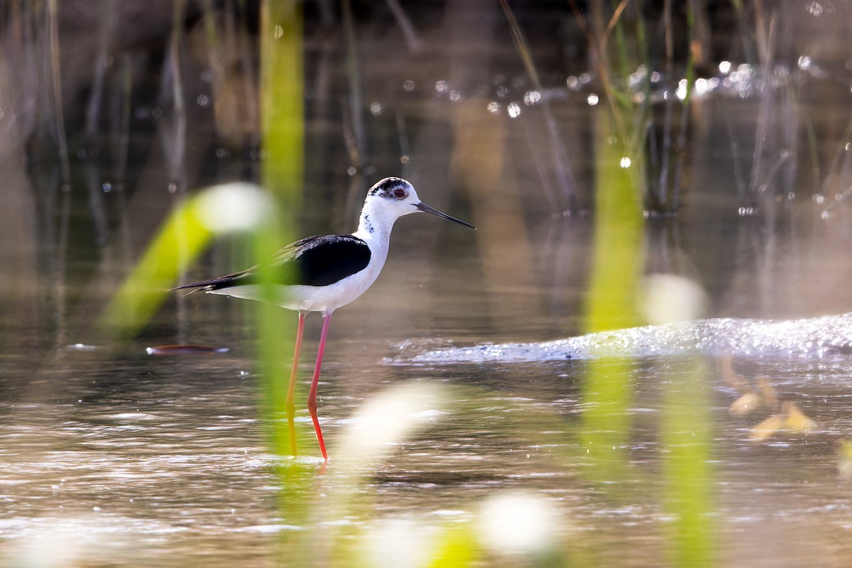 Black-winged Stilt - ML634750042