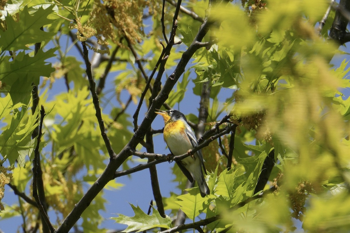 Northern Parula - ML634750053