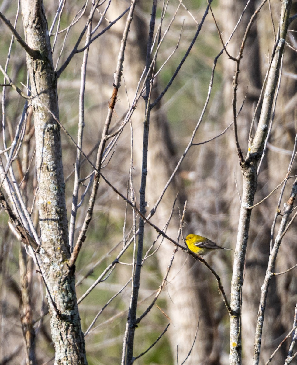 Pine Warbler - ML634750063