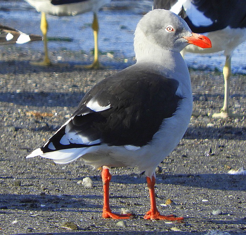 Dolphin Gull - ML634750066
