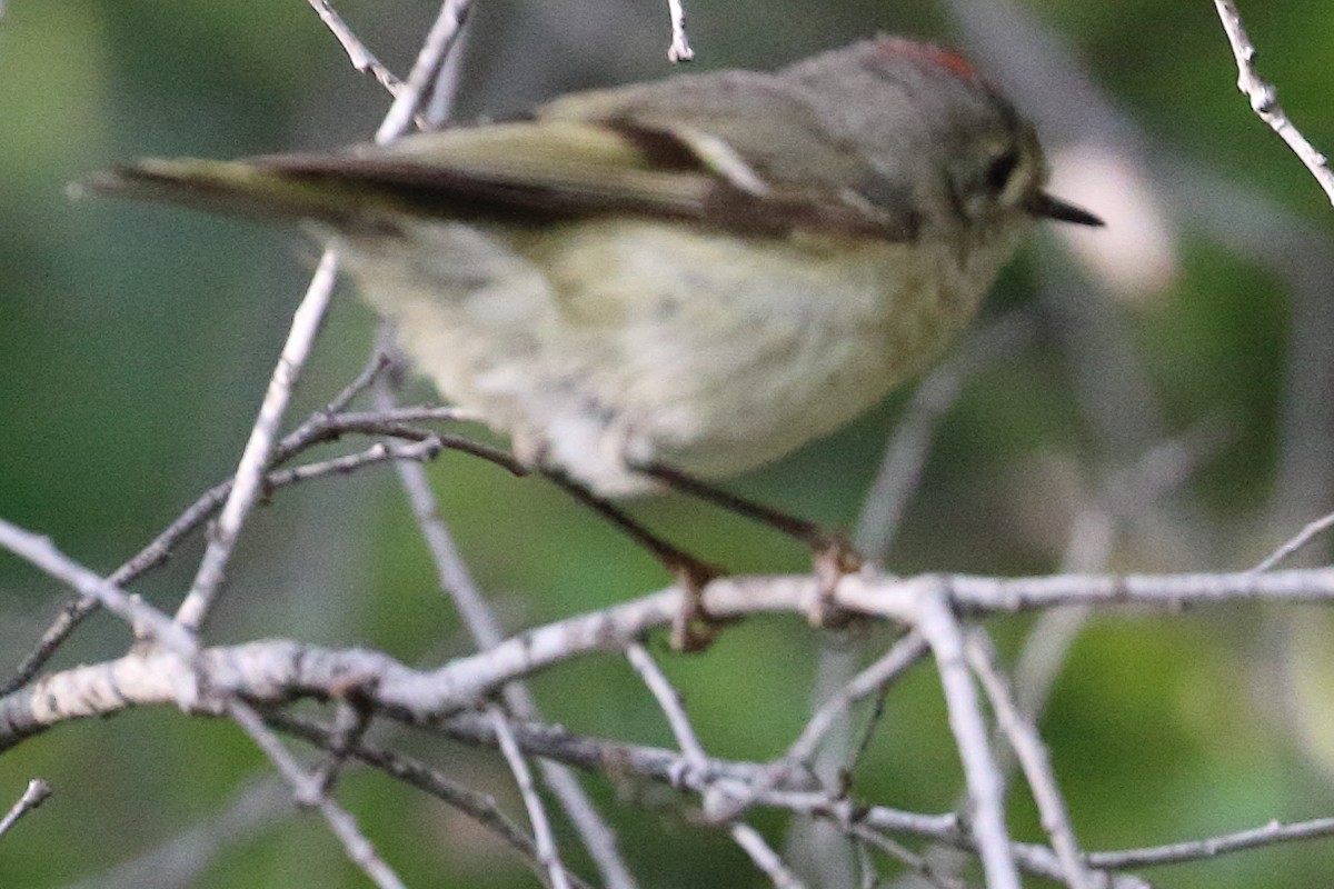 Ruby-crowned Kinglet - ML634750070