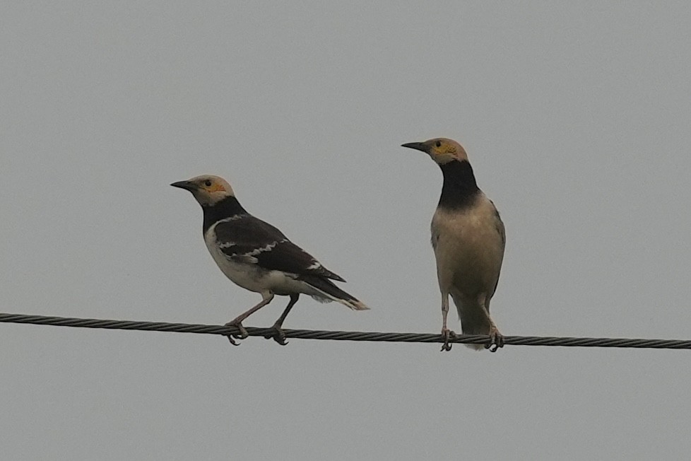 Black-collared Starling - ML634750100
