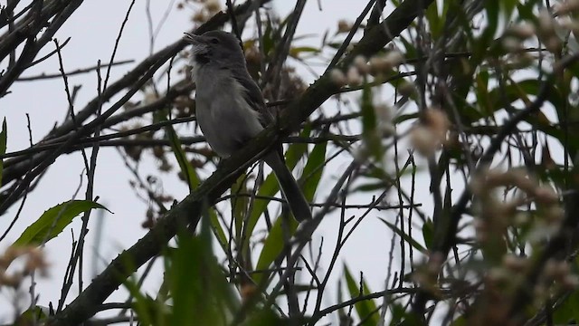Bell's Vireo - ML634750101