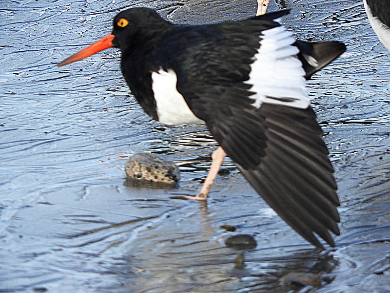 Magellanic Oystercatcher - ML634750106