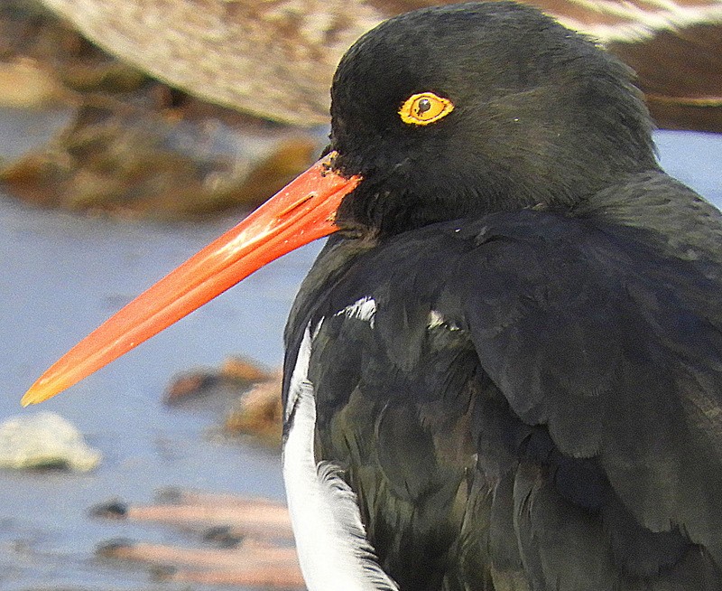 Magellanic Oystercatcher - ML634750107