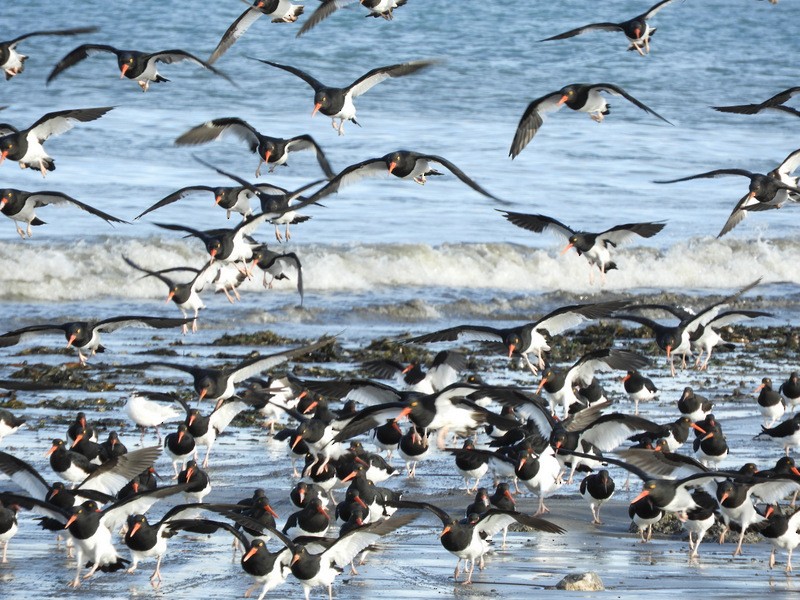 Magellanic Oystercatcher - ML634750108