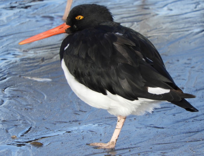 Magellanic Oystercatcher - ML634750109