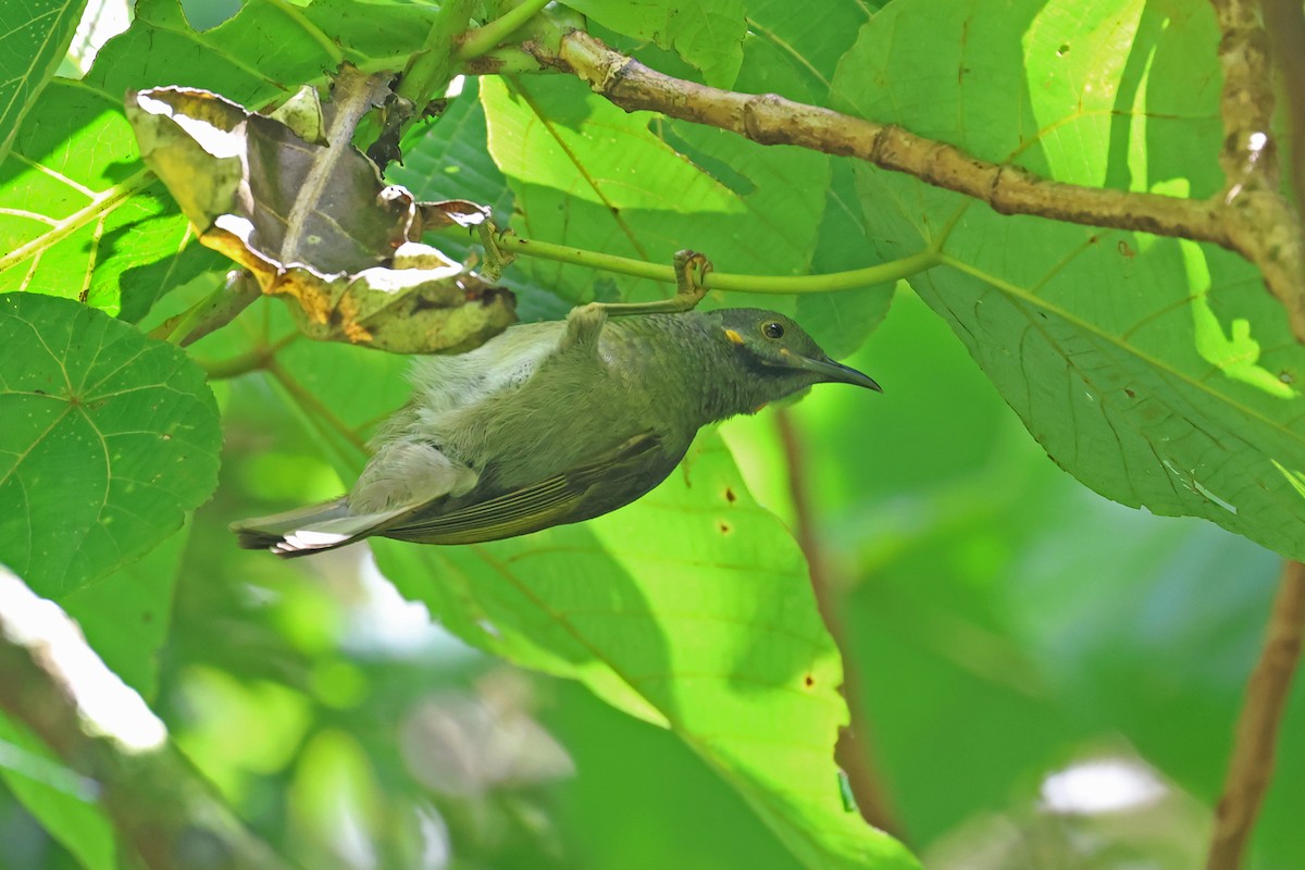 Northern Wattled-Honeyeater - ML634750237