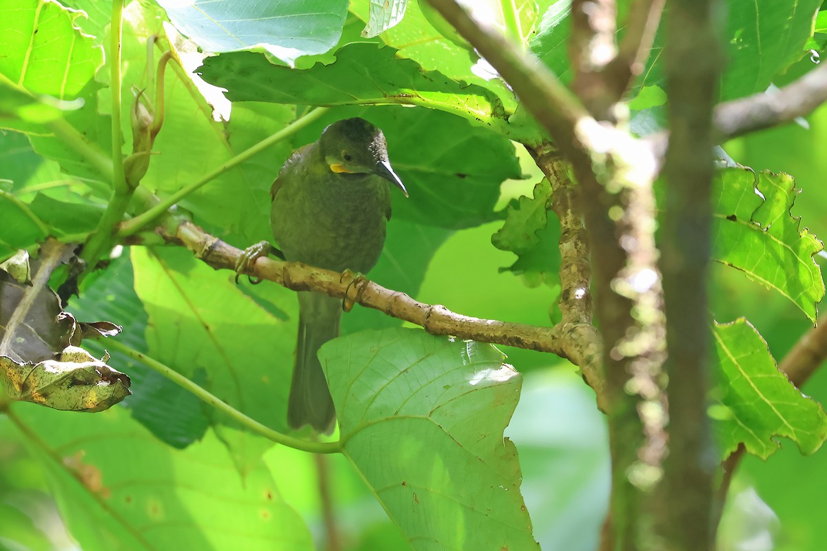 Northern Wattled-Honeyeater - ML634750238
