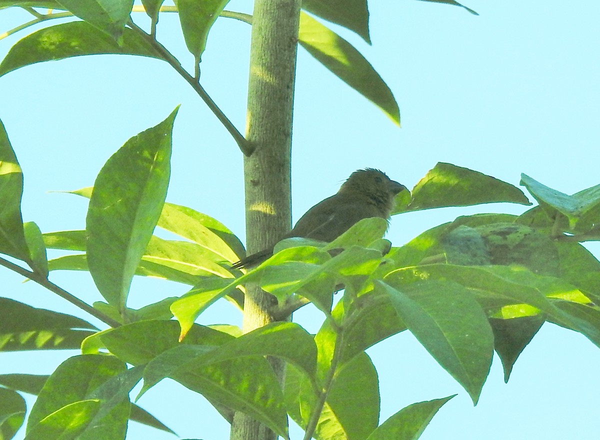 Variable Seedeater - ML634750260