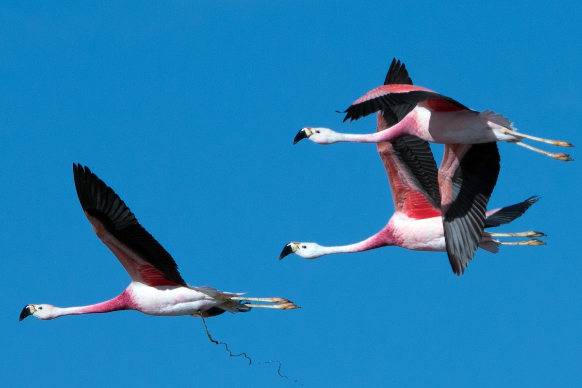 Andean Flamingo - ML634750269