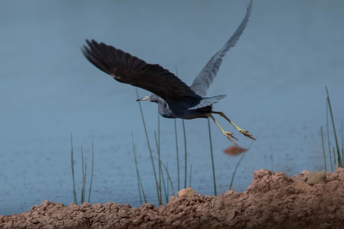 Little Blue Heron - ML634750357