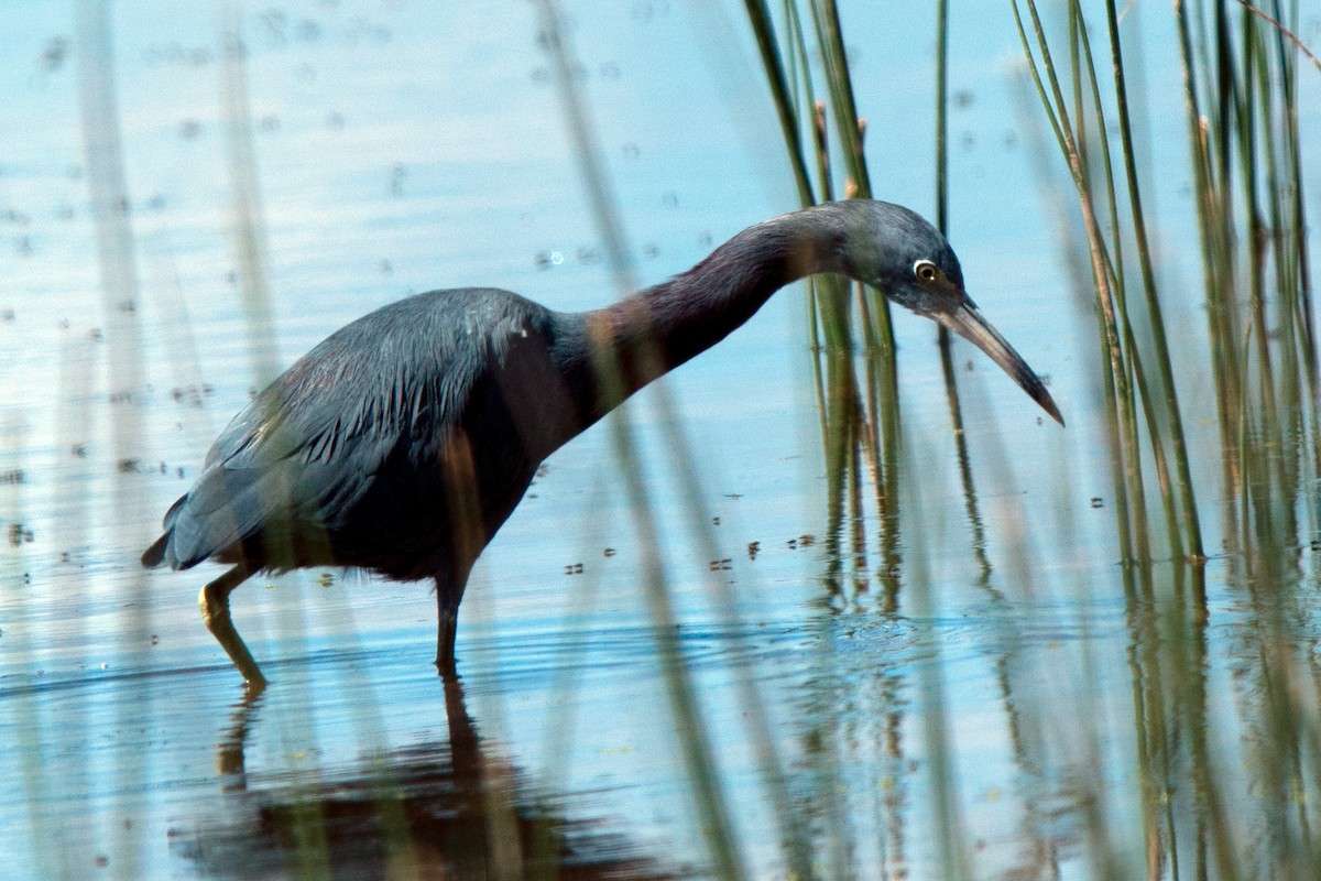 Little Blue Heron - ML634750358