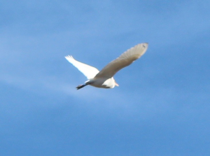 Western Cattle-Egret - ML634750555