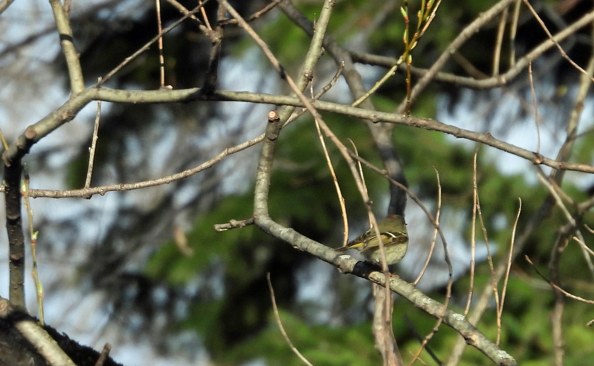 Ruby-crowned Kinglet - ML634750569