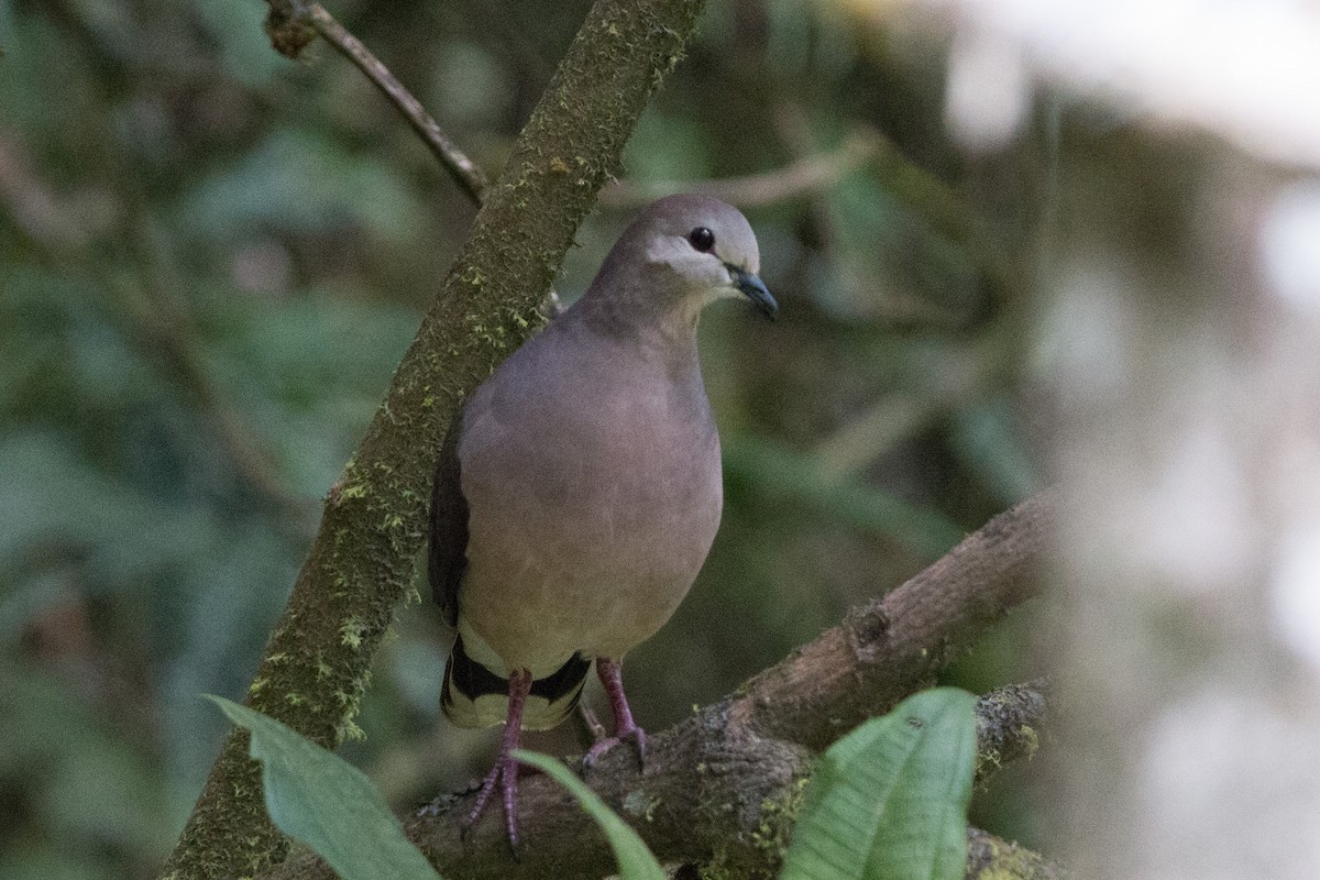Large-tailed Dove - ML634750573