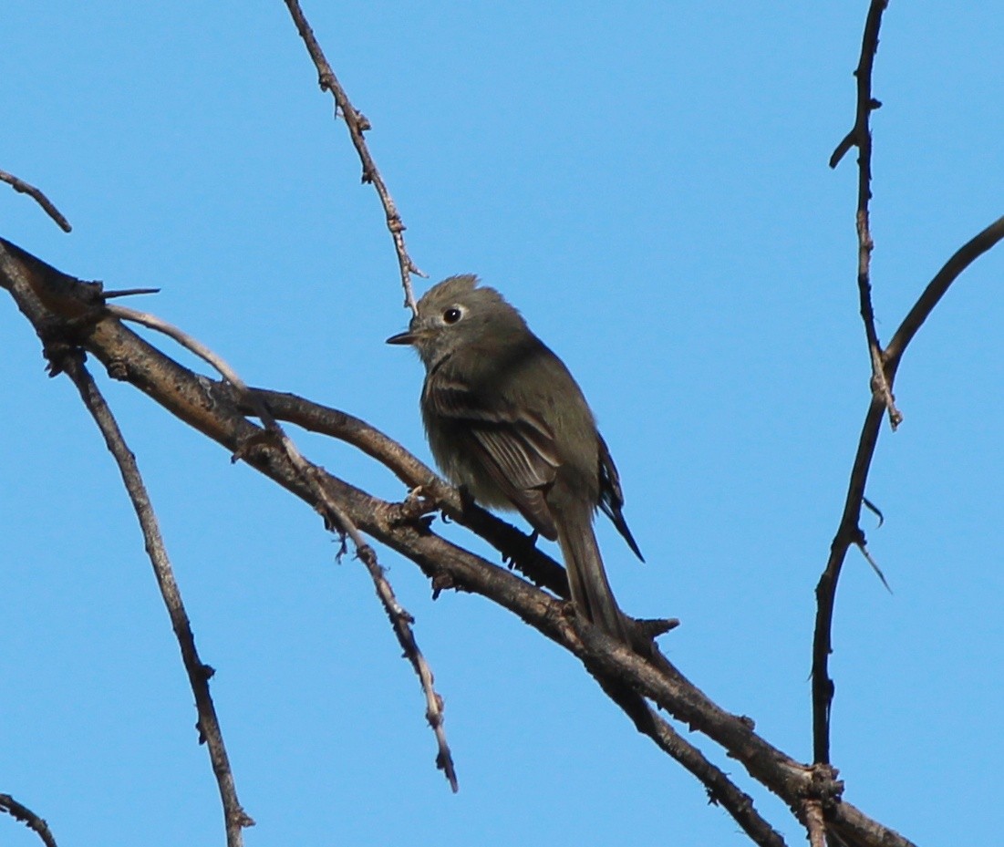 Hammond's Flycatcher - ML634750576